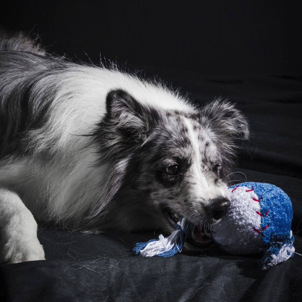 perro jugando a la pelota