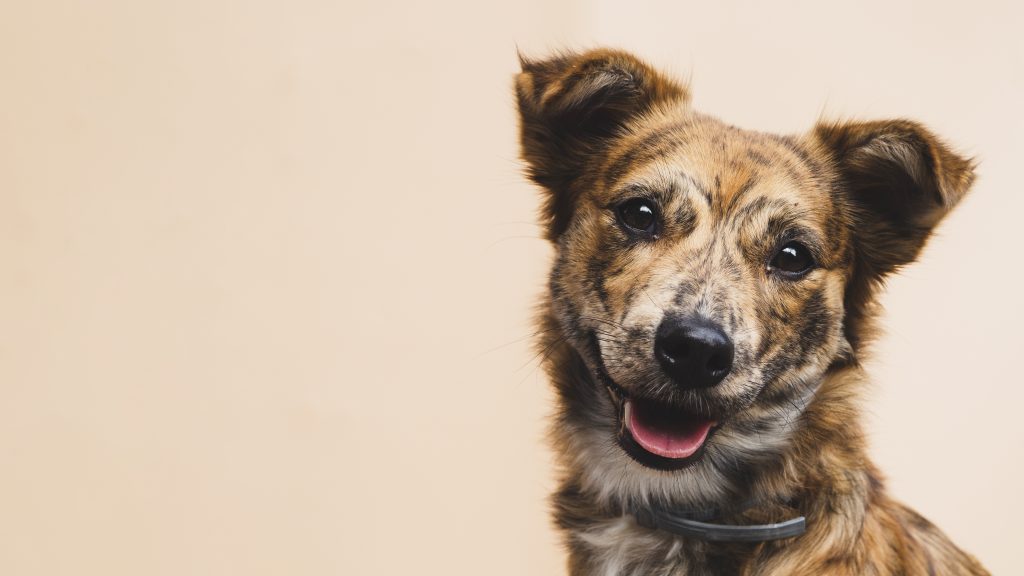 perro de raza y criollo