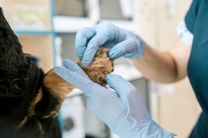 Cortando uñas perro