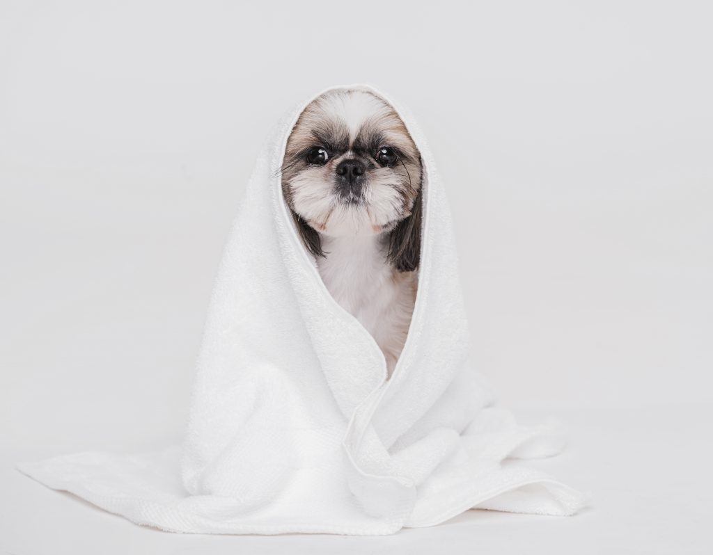 baño de perro