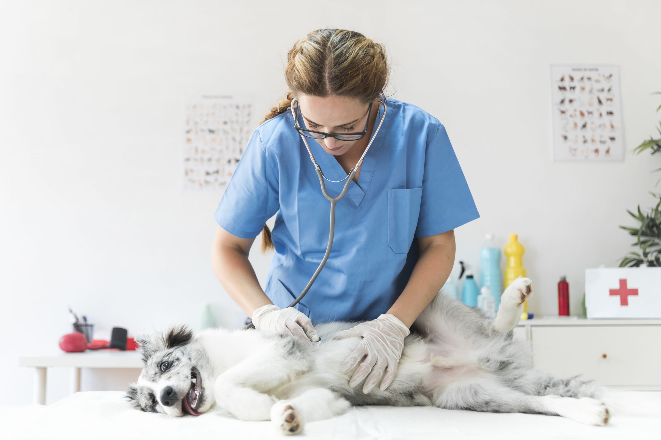 veterinario