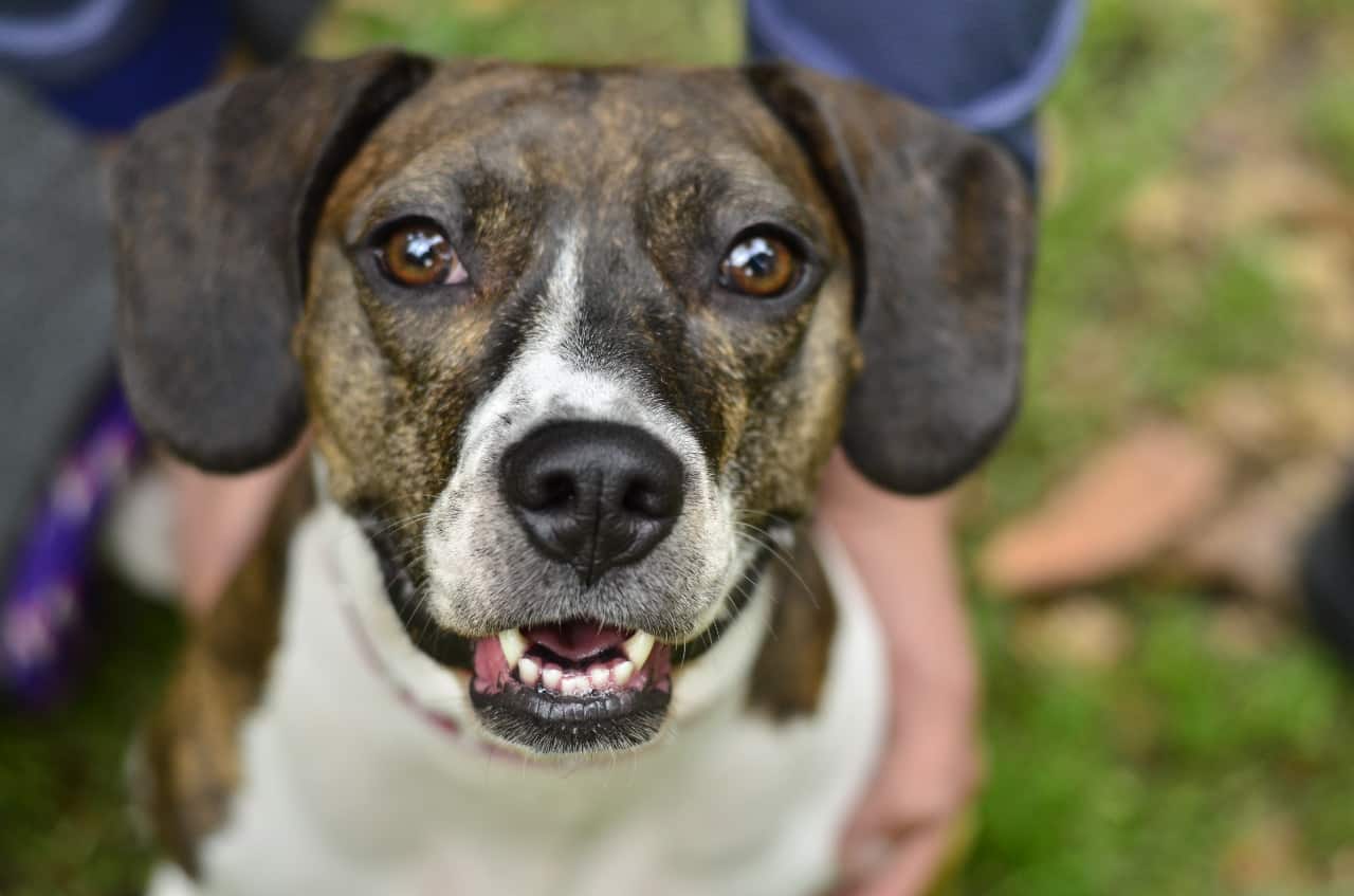 perro de raza y criollo