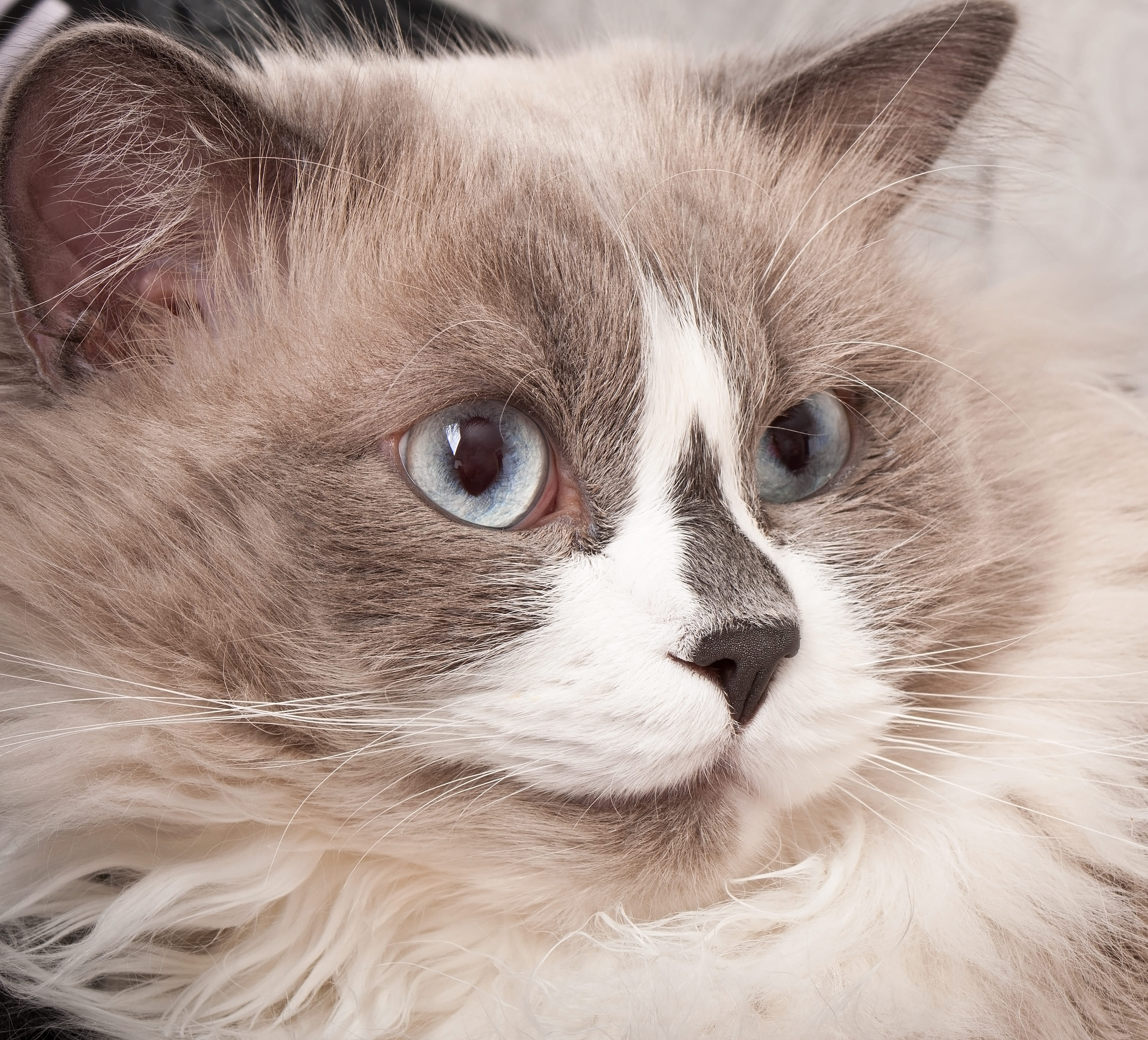 mirada de gato