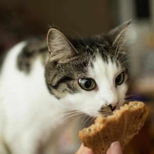 Galletas naturales para gatos