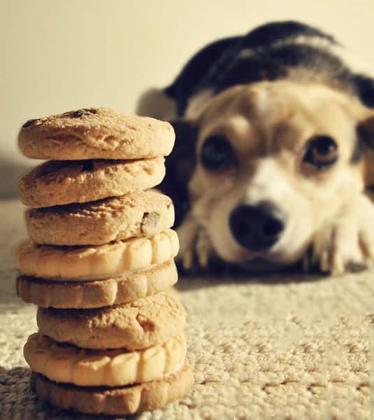 Galletas naturales para perros