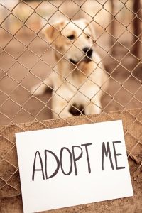 adopcion de perro