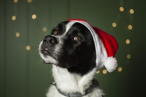 perro fin de año