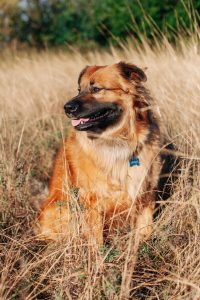 <span><font style="vertical-align: inherit;"><font style="vertical-align: inherit;">Foto de </font></font><a href="https://unsplash.com/@heathermount?utm_source=unsplash&utm_medium=referral&utm_content=creditCopyText"><font style="vertical-align: inherit;"><font style="vertical-align: inherit;">Heather Mount</font></font></a><font style="vertical-align: inherit;"><font style="vertical-align: inherit;"> en </font></font><a href="https://unsplash.com/?utm_source=unsplash&utm_medium=referral&utm_content=creditCopyText"><font style="vertical-align: inherit;"><font style="vertical-align: inherit;">Unsplash</font></font></a></span> colocando desechos perro