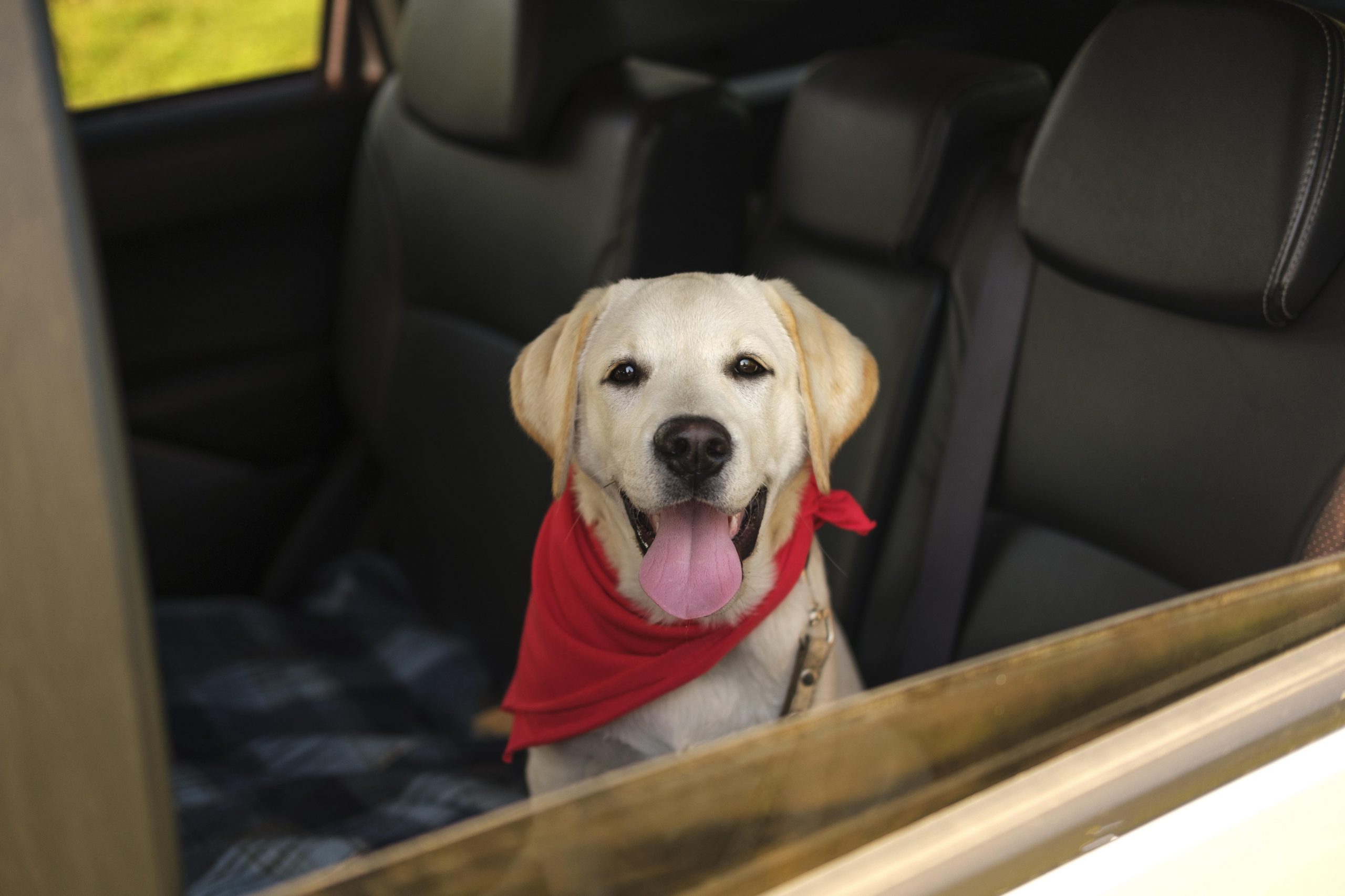 viajar con mascota