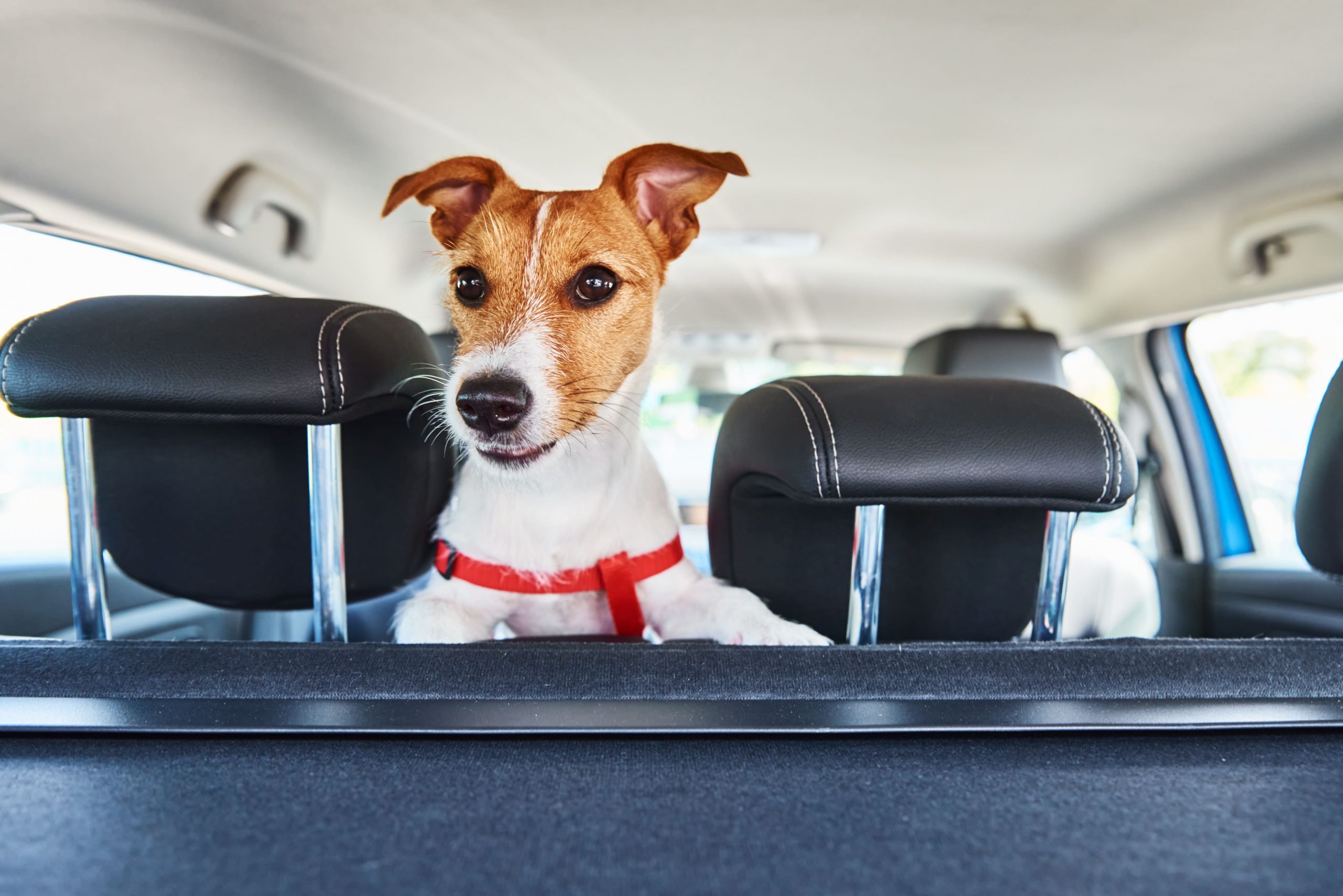 Hoteles petfriendly 2