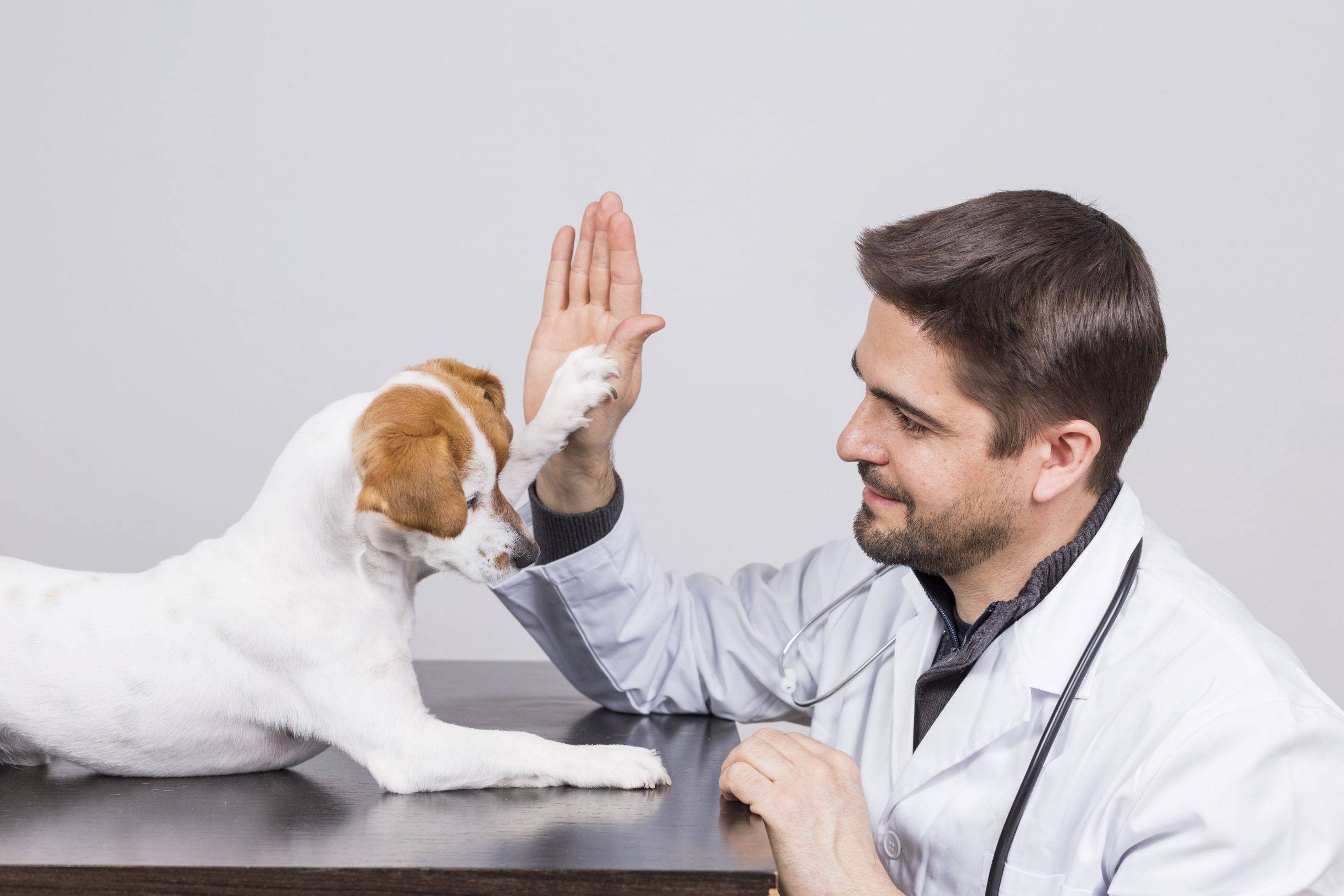 miedo al veterinario