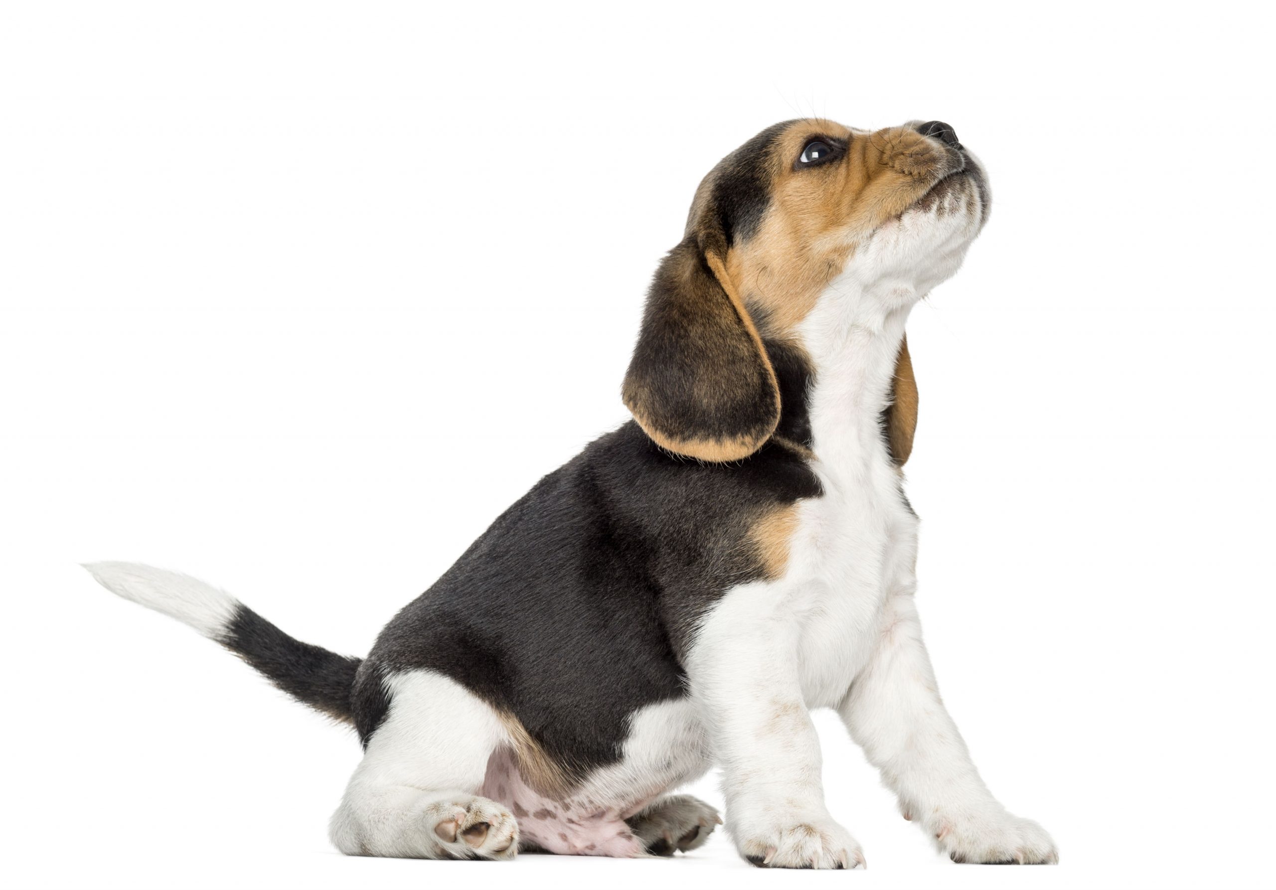 tener un perro por primera vez 2