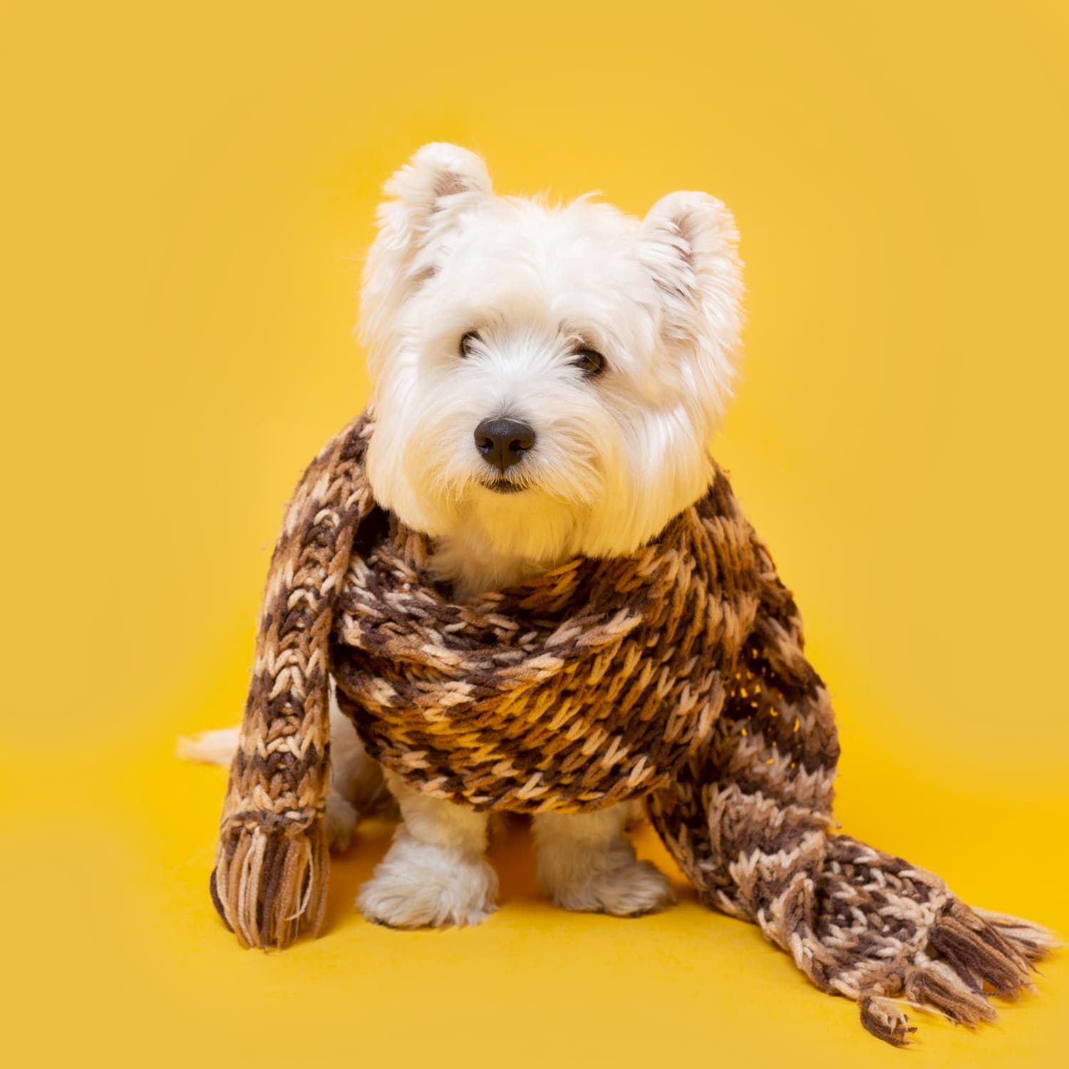 cuidar mascota del frío